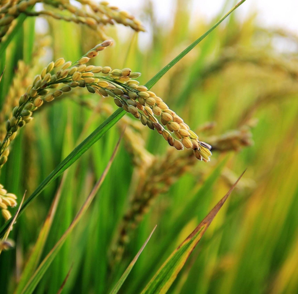 Nourishing MED Japan